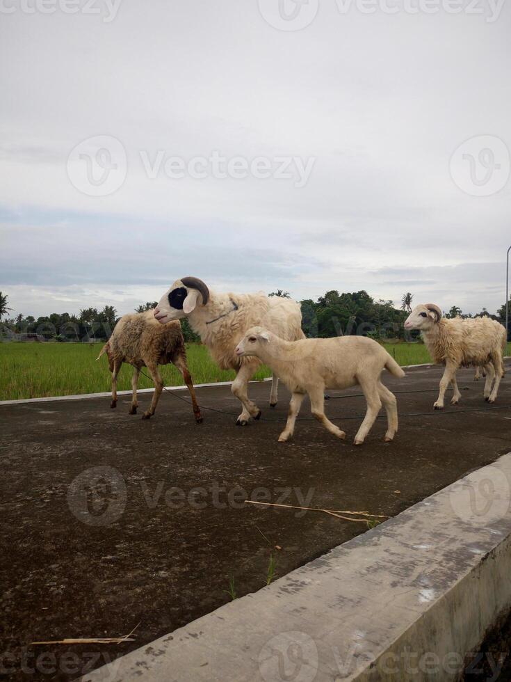 A flock of sheep walked along the edge of the rice field. photo