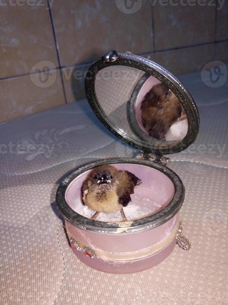 A poor bird was rescued after falling from its nest. photo