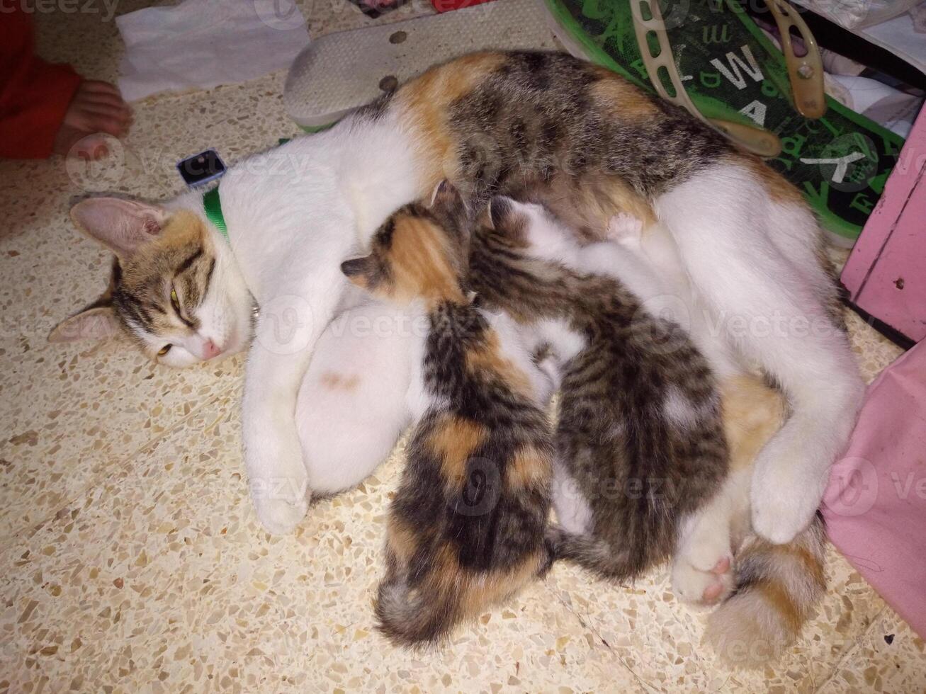 A mother cat is breastfeeding her kittens photo