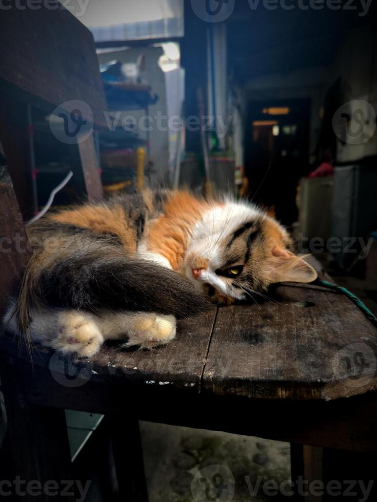 A sleeping calico cat on wooden chair photo