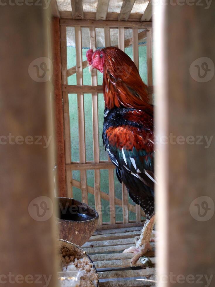 A rooster in a bamboo cage photo