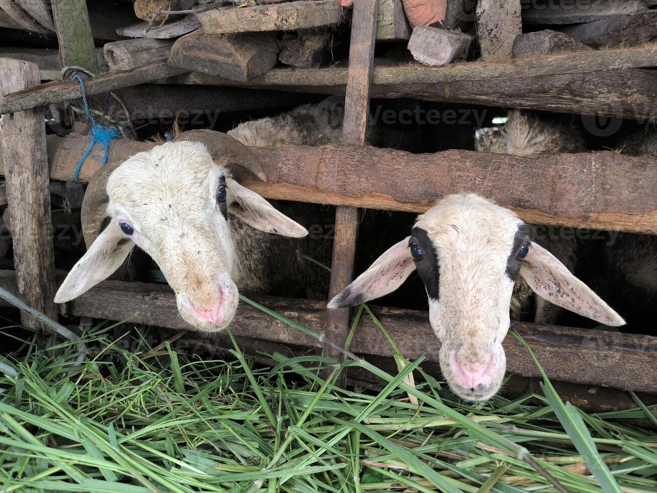 Feeding sheeps in the pen. photo