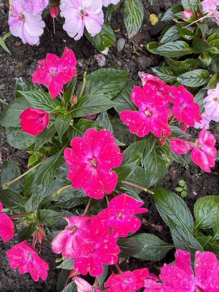 Pink impatiens flowers with water droplets blooming in a garden bed after a refreshing rain shower, creating a vibrant and colorful display photo