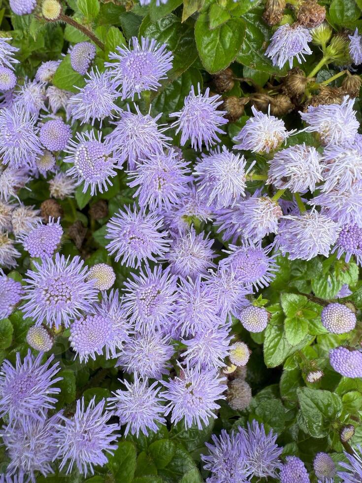 Numerous fluffy purple ageratum houstonianum flowers are blooming, creating a vibrant display in a garden bed, showcasing the beauty of nature with their delicate petals and rich color photo