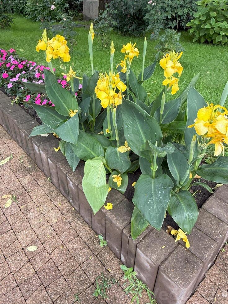 Blooming yellow canna lily flowers create a stunning display in a garden bed adjacent to a charming brick pathway, infusing the landscape with vibrant colors and natural beauty photo