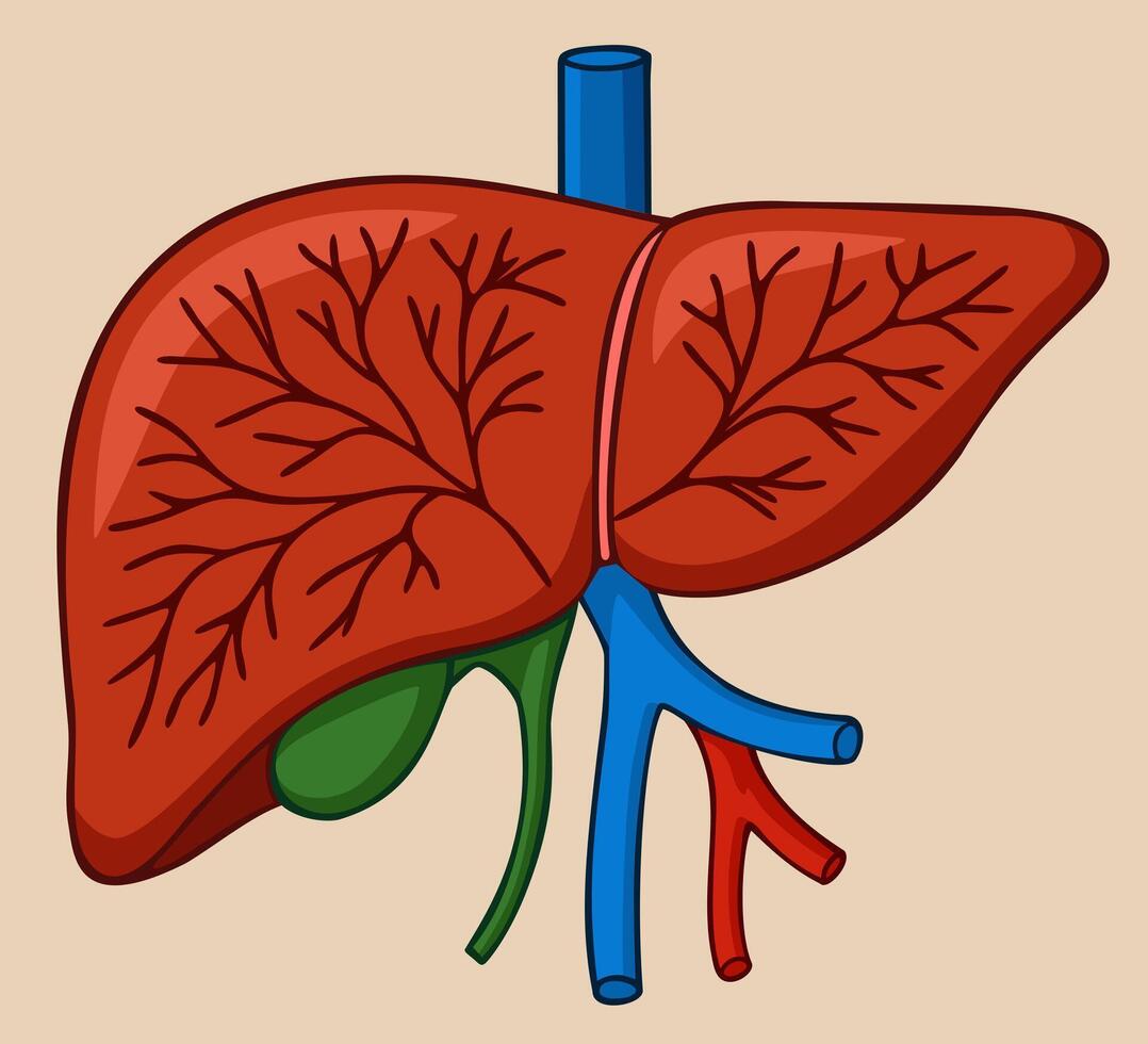 Detailed human liver anatomic isolated on light background vector