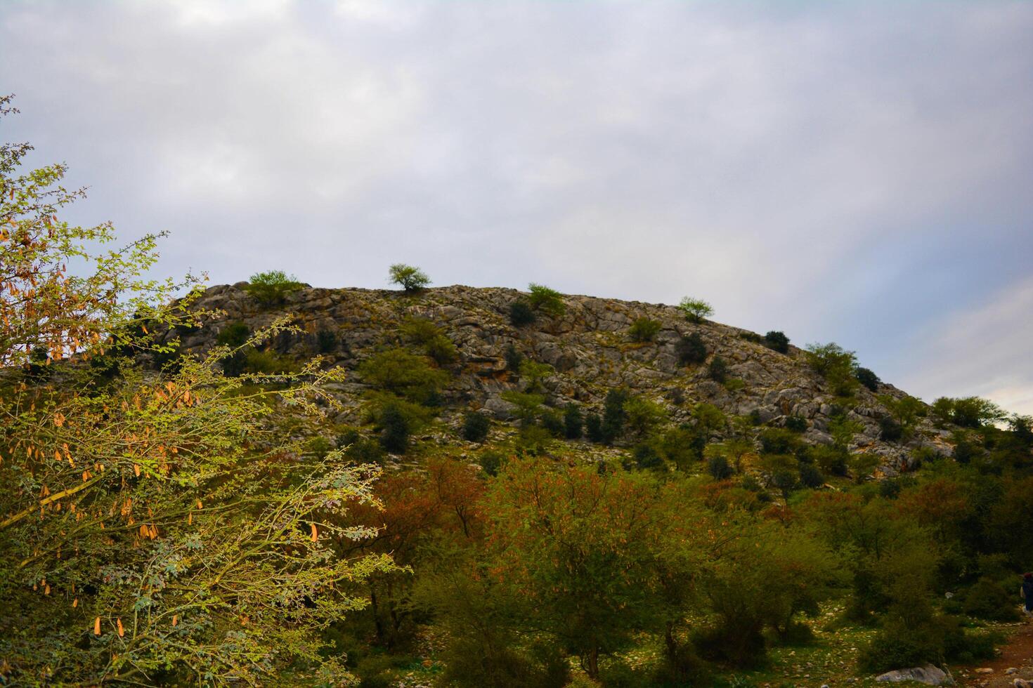 A mountain with a tree in the foreground photo
