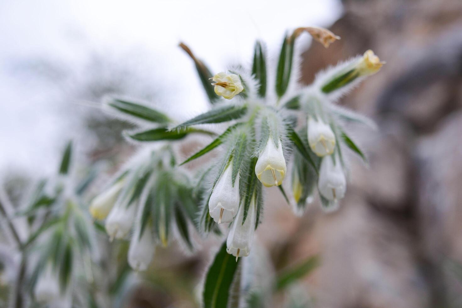 A close up of some white flowers photo