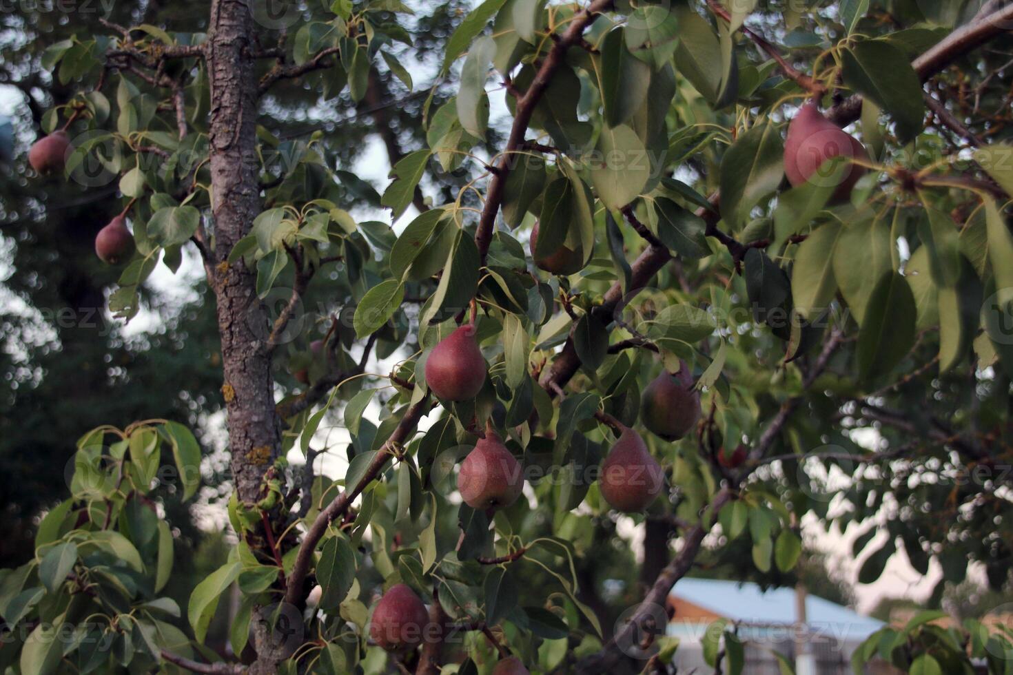 A fruit tree, a pear, with numerous fruits of red or reddish-green colour, hanging on the branches among the foliage. photo