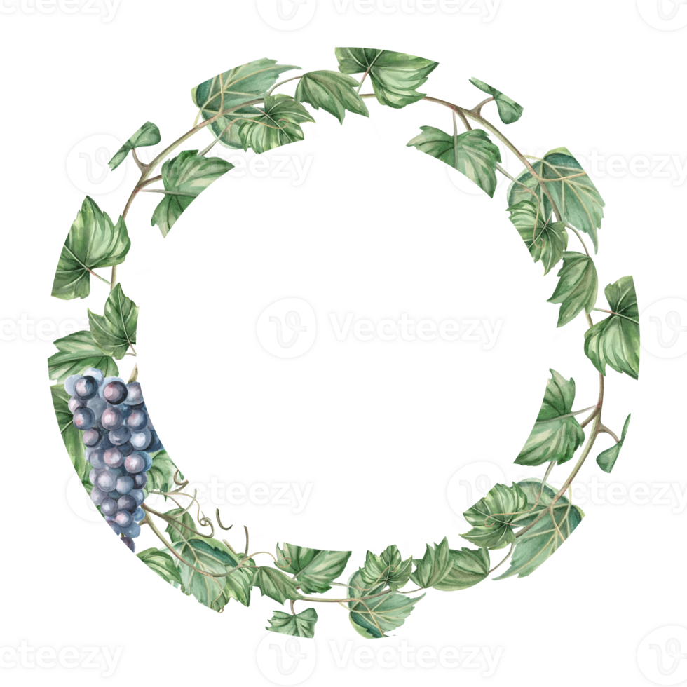 Round frame of ripe grapevine. Isolated watercolor illustration for tableware, home textile, printed design and harvest day. png
