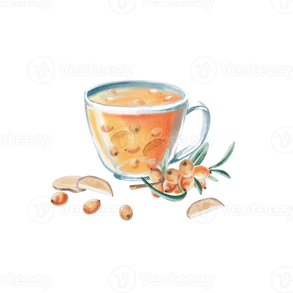 Cup with sea buckthorn tea, sea buckthorn branch and ginger. Isolated watercolor illustration in realistic style for design of beverage packaging, teas, tea menu, culinary blogs. png