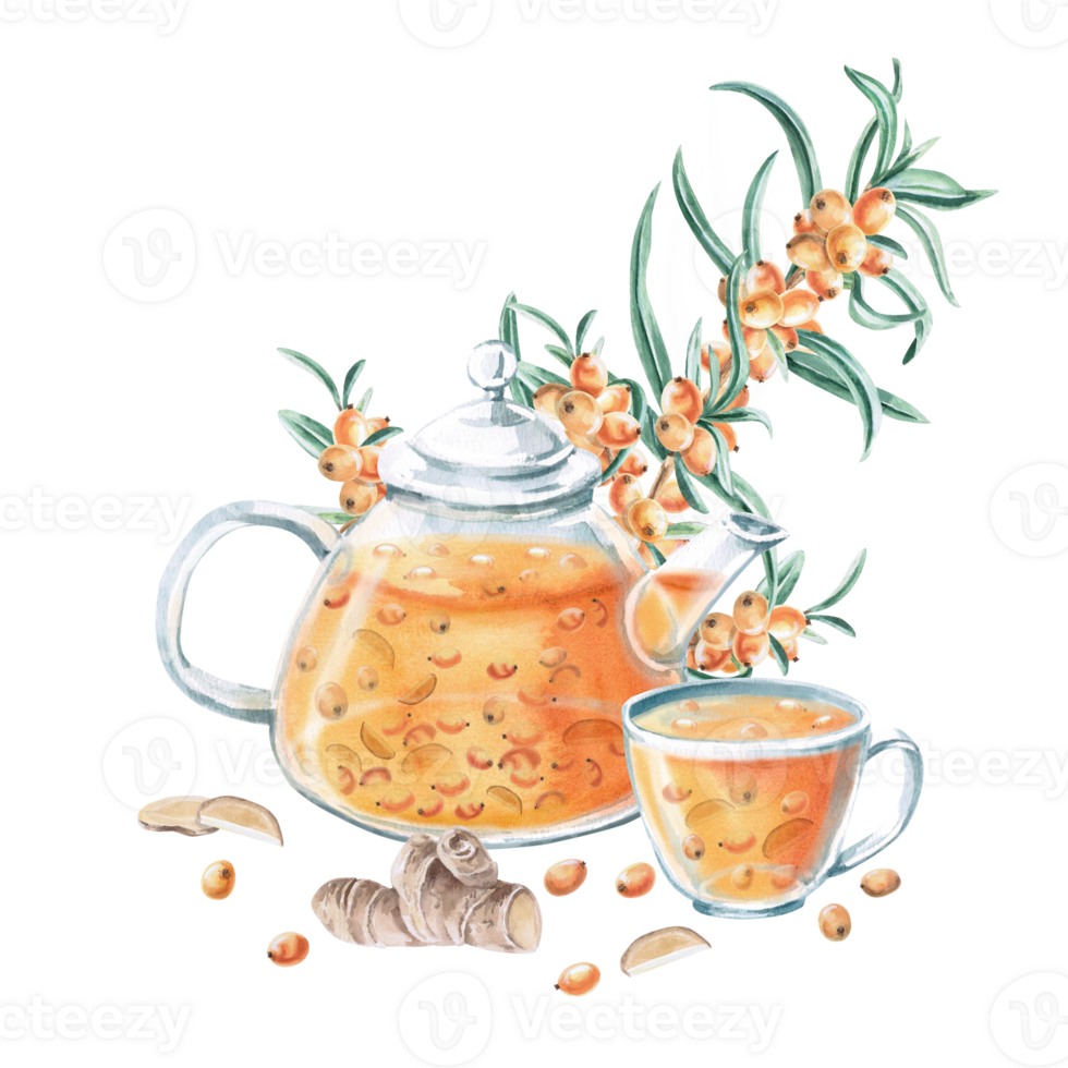 Composition of a teapot, a cup with sea buckthorn tea and a branch. Isolated watercolor illustration in a realistic style for the design of packaging with drinks, teas, a tea card, culinary blogs png