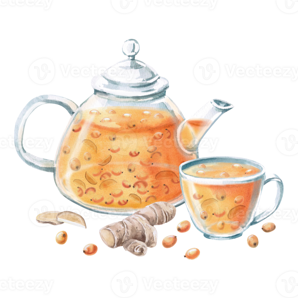 Composition of a teapot, cup with sea buckthorn-ginger drink. Isolated watercolor illustration in a realistic style for the design of packaging with drinks, teas, tea list, culinary blogs. png