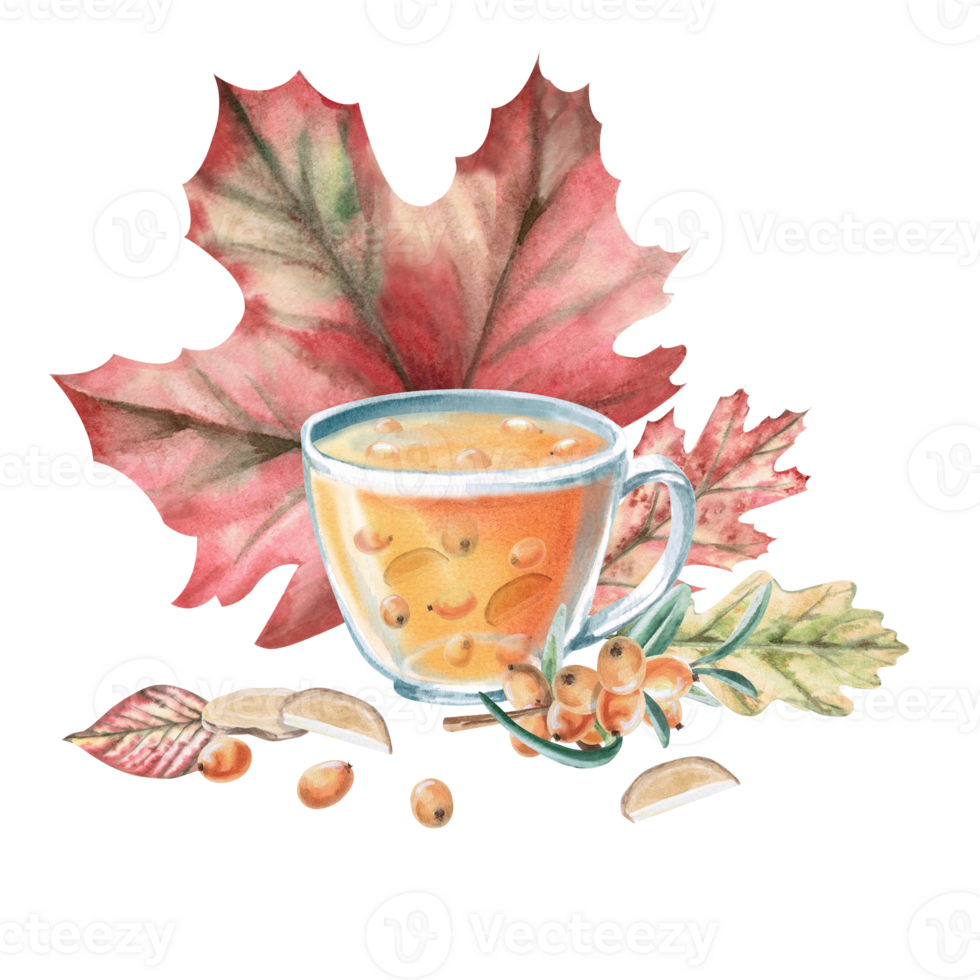 Composition of a cup with sea buckthorn-ginger tea and autumn leaves. Isolated watercolor illustration of a warming drink for the design of a seasonal menu in a cafes printing on postcards,posters. png