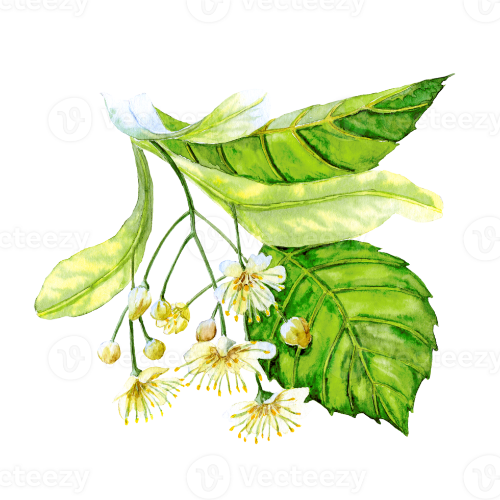 Hand drawn lime tree inflorenscence png