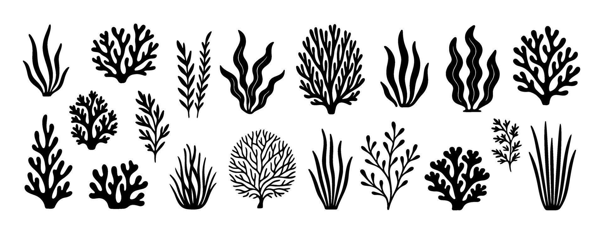 Algae black and white icon set clean line art, doodle style. Marine plants, seaweed. Ideal for logo, tattoo, app, coloring book, web design, infographics, banner, poster, and more. illustration vector