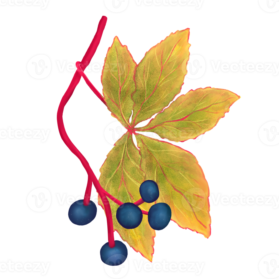 Wild grapevine hand drawn illustration with deep blue berries and vibrant autumn leaves, soft texture. Ideal for botanical projects, seasonal decor, packaging, or educational materials. png