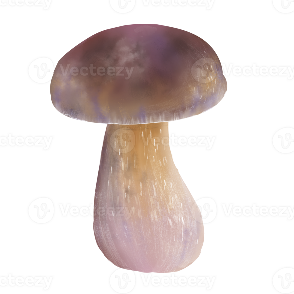 Hand painted illustration of an edible forest bolete mushroom with a thick stem and round brownish purple cap. Perfect for botanical collections, forest themed designs, food packaging. png