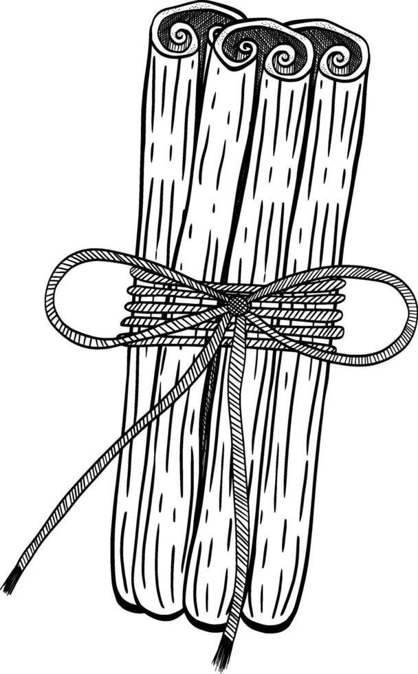 A Beautiful Bundle of Cinnamon Sticks Elegantly Tied with a String for Your Enjoyment vector