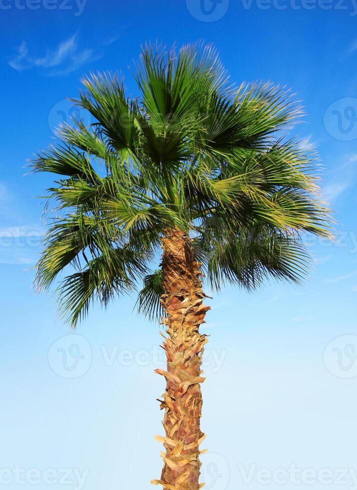 Palm tree on a sky photo