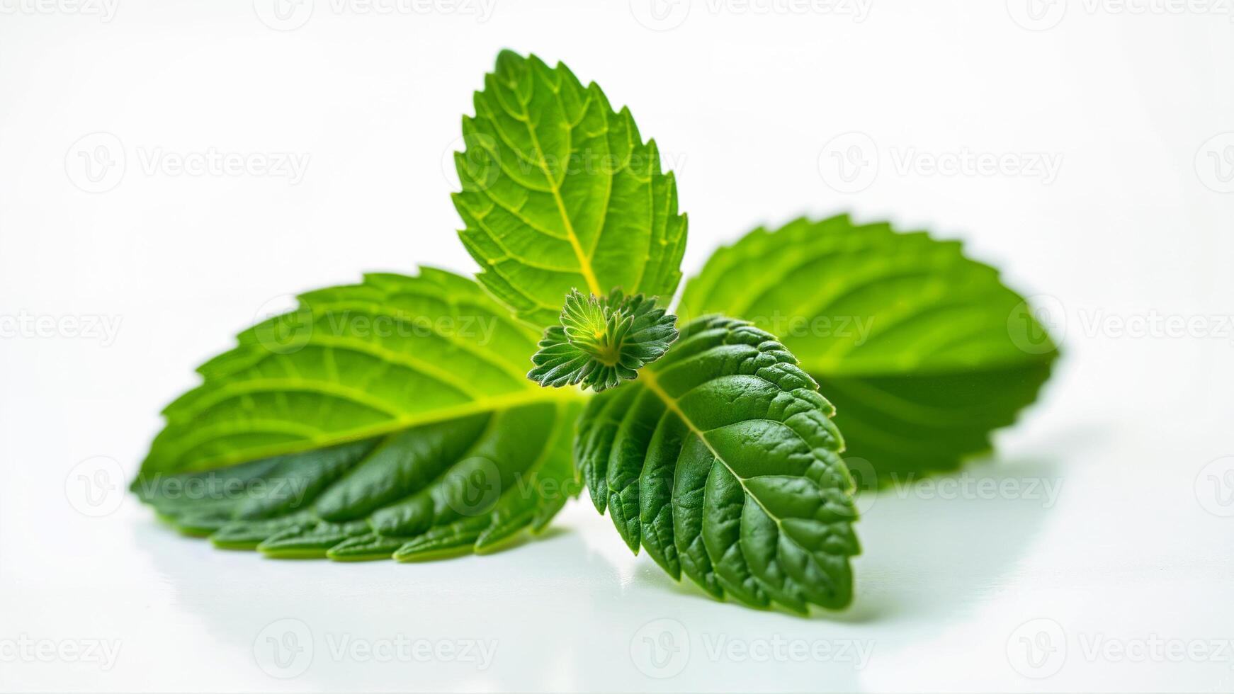 Vibrant green mint leaves isolated on a clean white background. Suitable for food, beverage, herbal, or natural health product visuals. photo