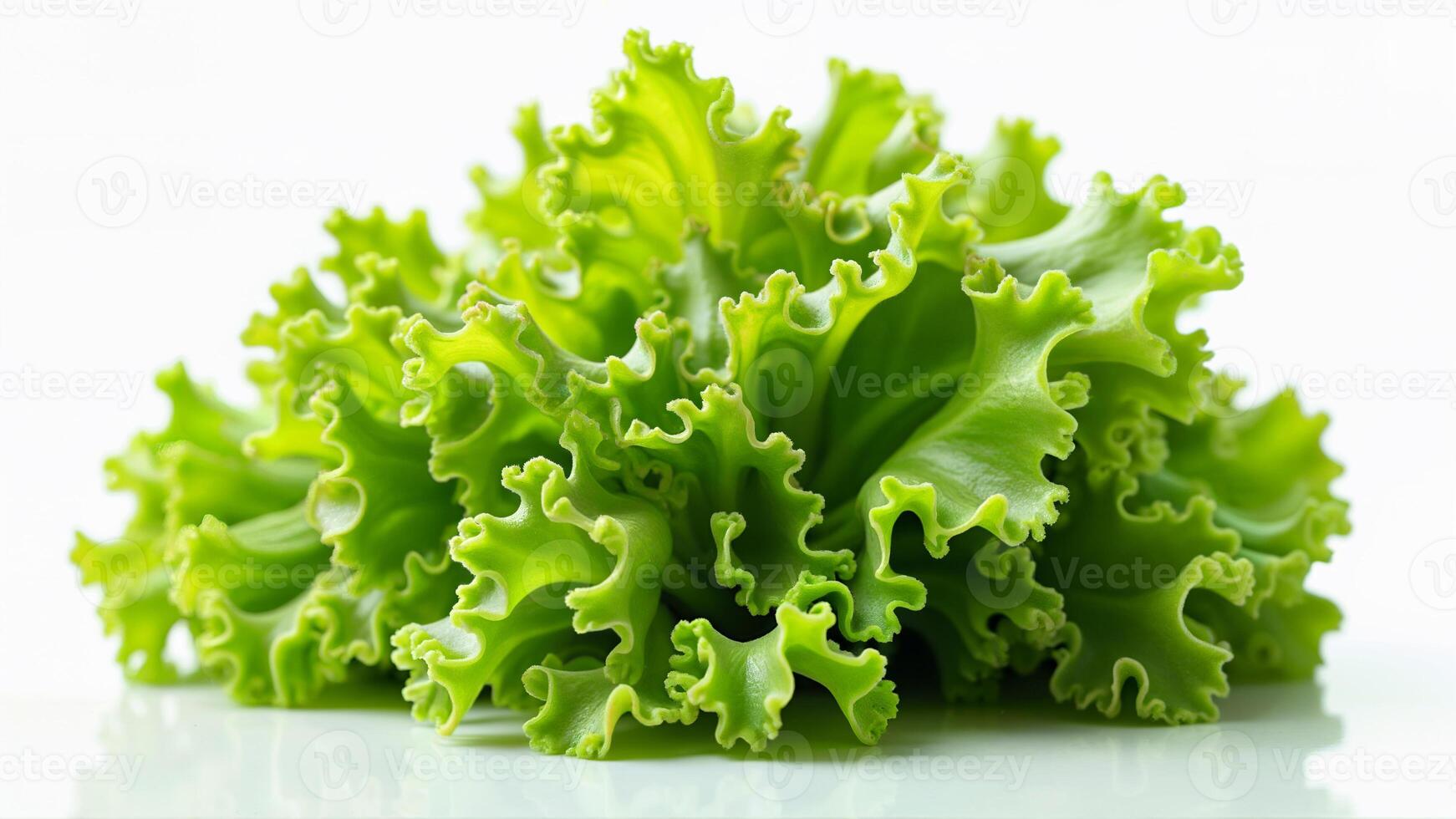 Bright green curly lettuce, isolated on a white background. Suitable for food blogs, healthy eating promotions, and salad recipe illustrations. photo
