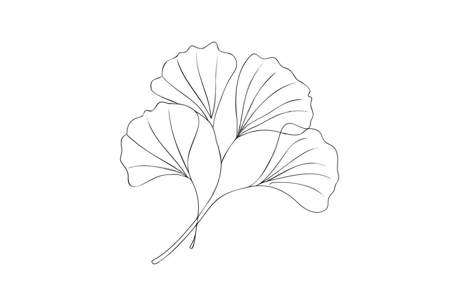 Three Ginkgo Leaves Line Art on White Background vector