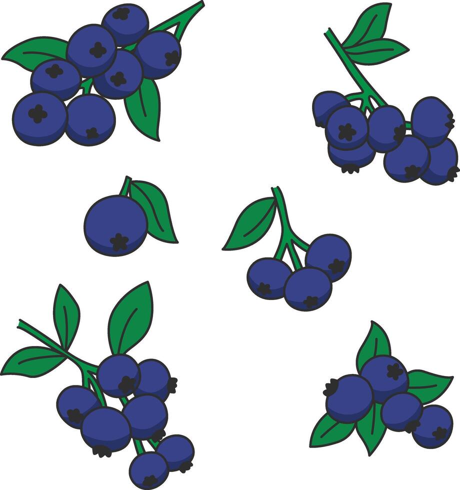 Simple Blueberries illustration vector