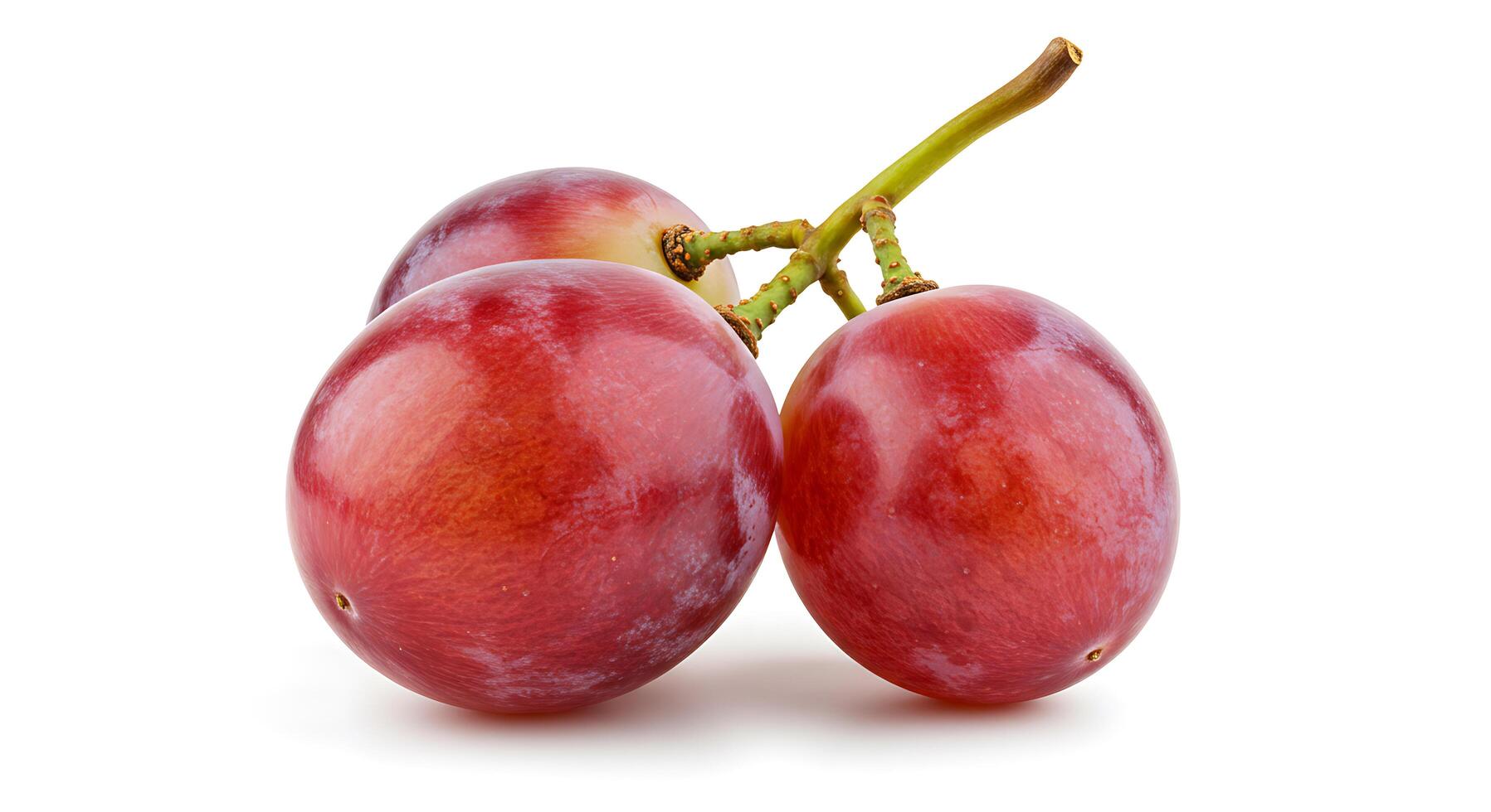 Close-up of Fresh Red Grapes on Vine Isolated on White Background photo