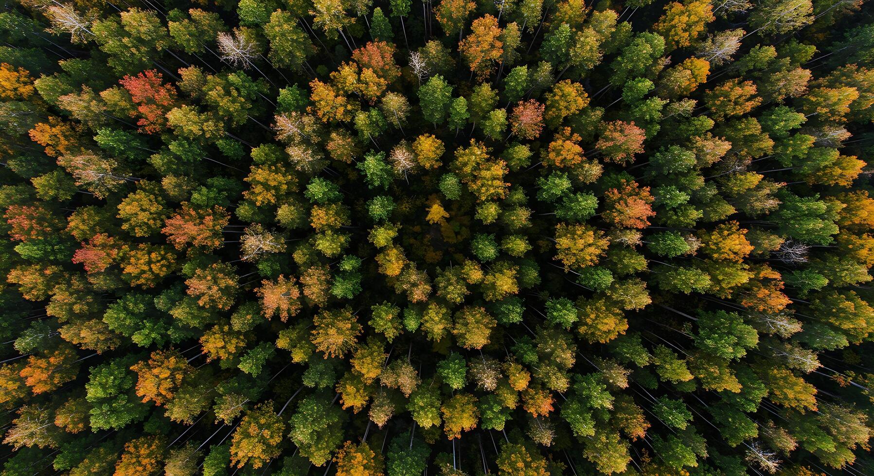 Aerial View of Forest Trees in Autumn Colors From Above photo