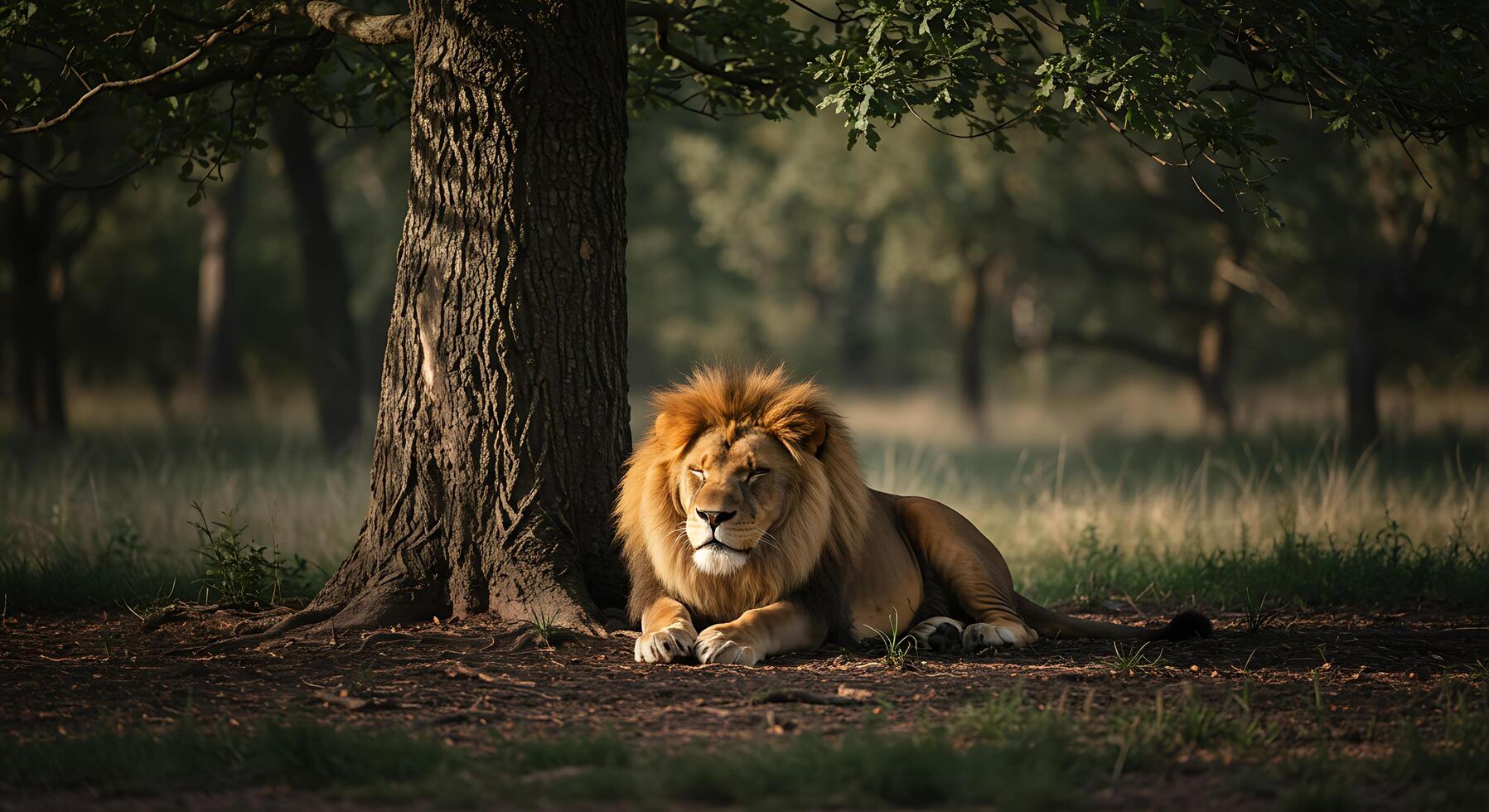 Lion resting under a tree photo