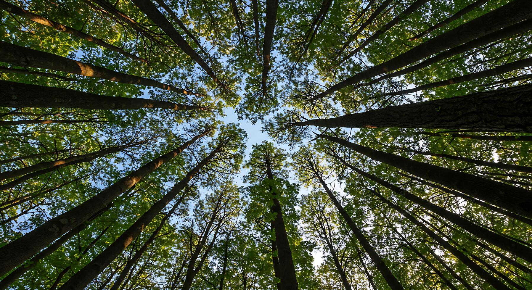 Looking Up at Tall Trees in Forest Canopy with Sky View photo