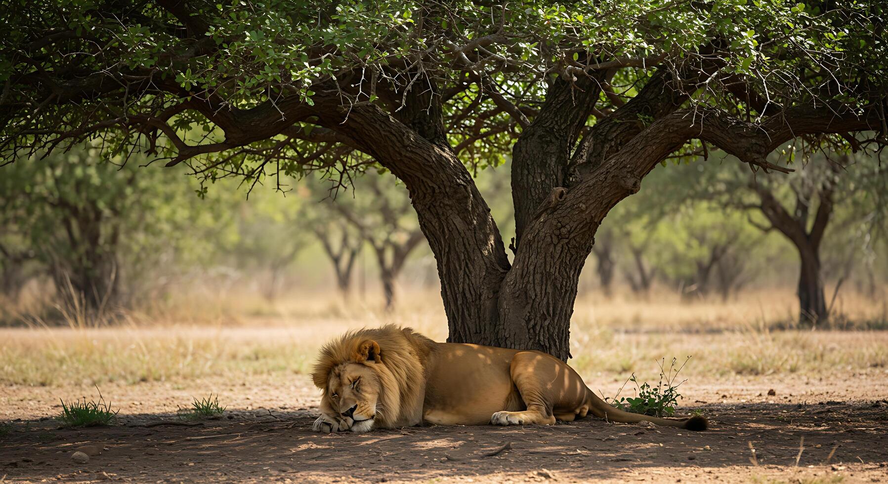 Lion resting under a tree photo