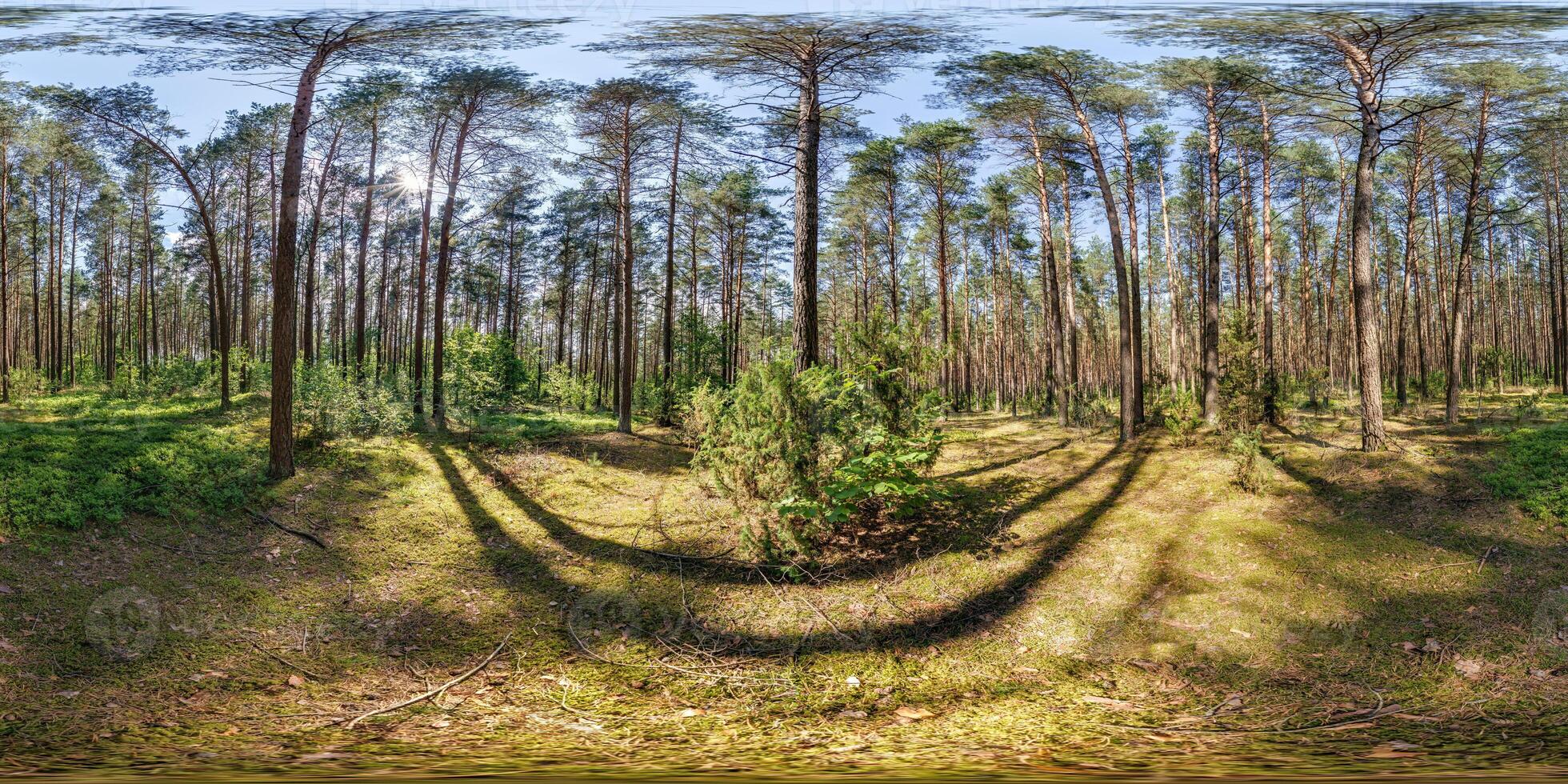 full spherical 360 hdri panorama in pinery forest in summer sunny day in equirectangular projection. VR AR content photo