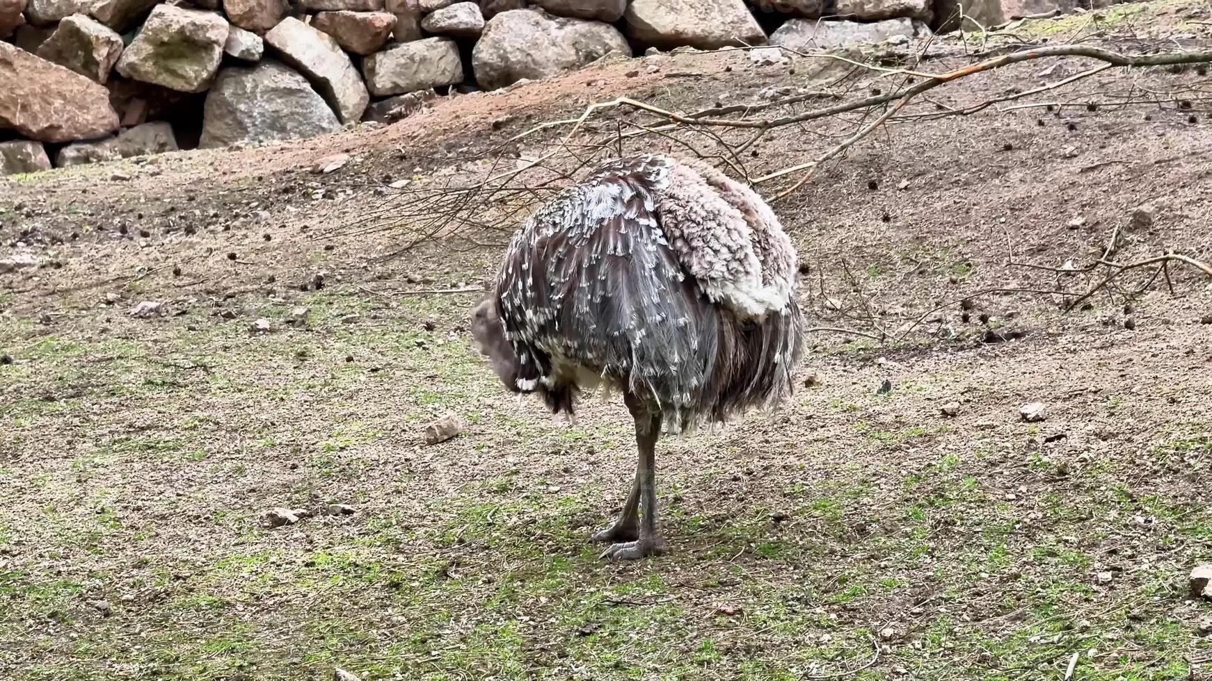 A truly fascinating bird with its unique and colorful plumage was observed thriving in its natural habitat photo