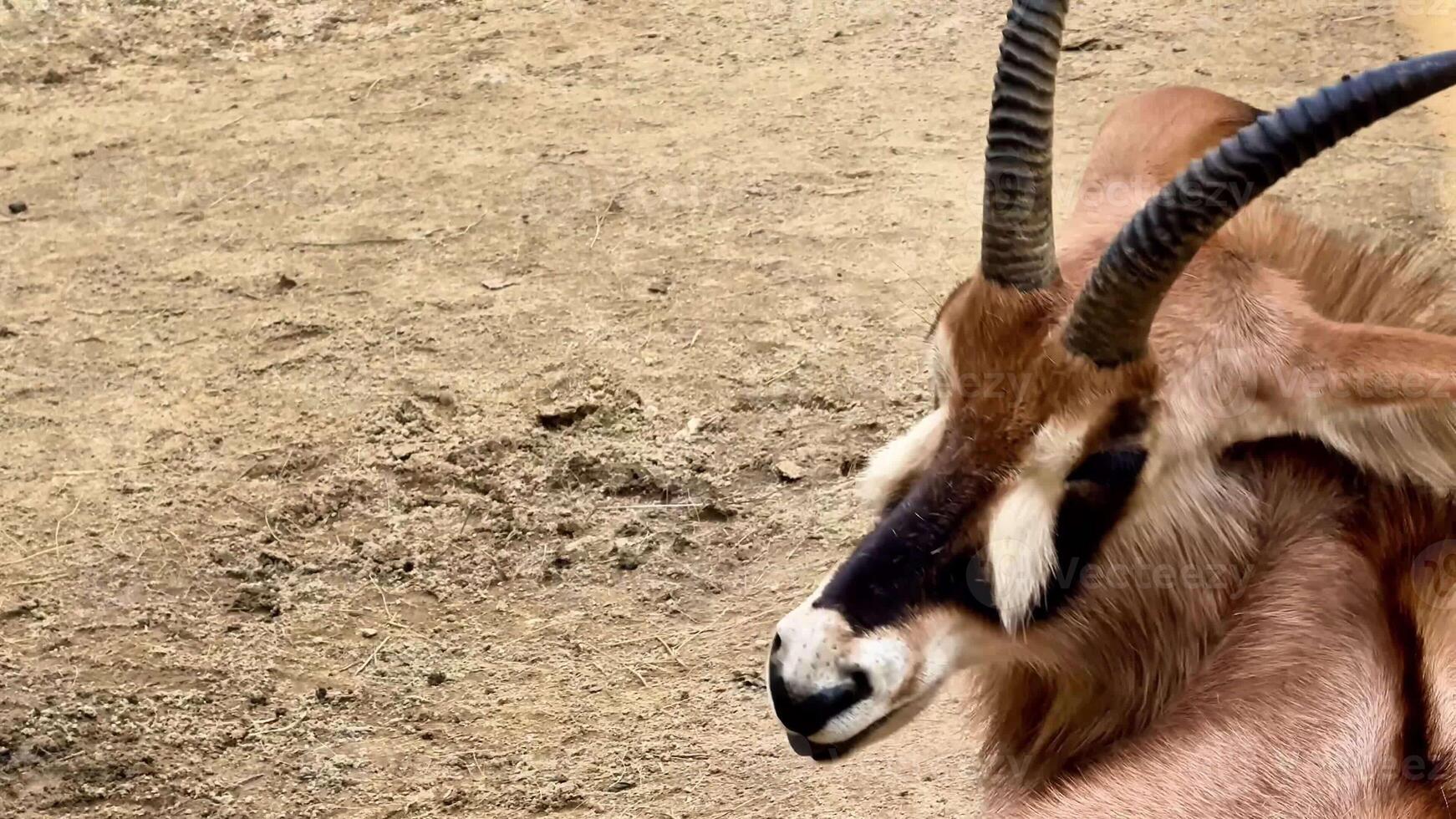 A serene antelope gracefully showcasing its majestic horns within a beautiful sandy environment backdrop photo