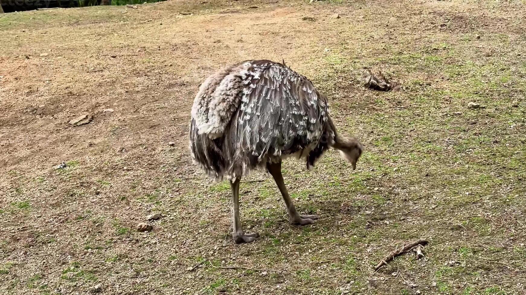 An ostrich is actively searching for food on the ground in a beautiful and natural setting of its habitat photo