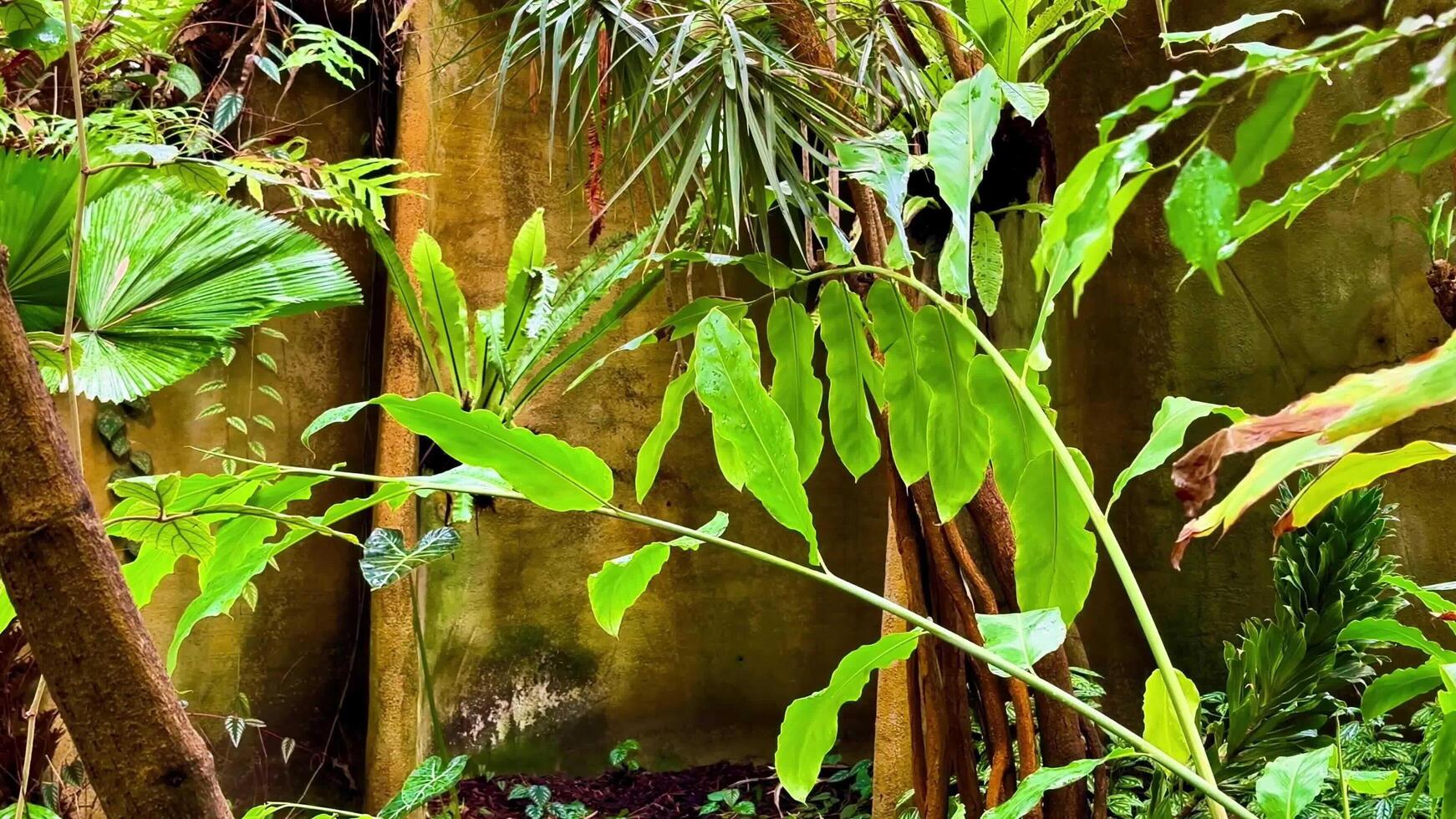 Explore a lush tropical forest rich in biodiversity and beauty photo