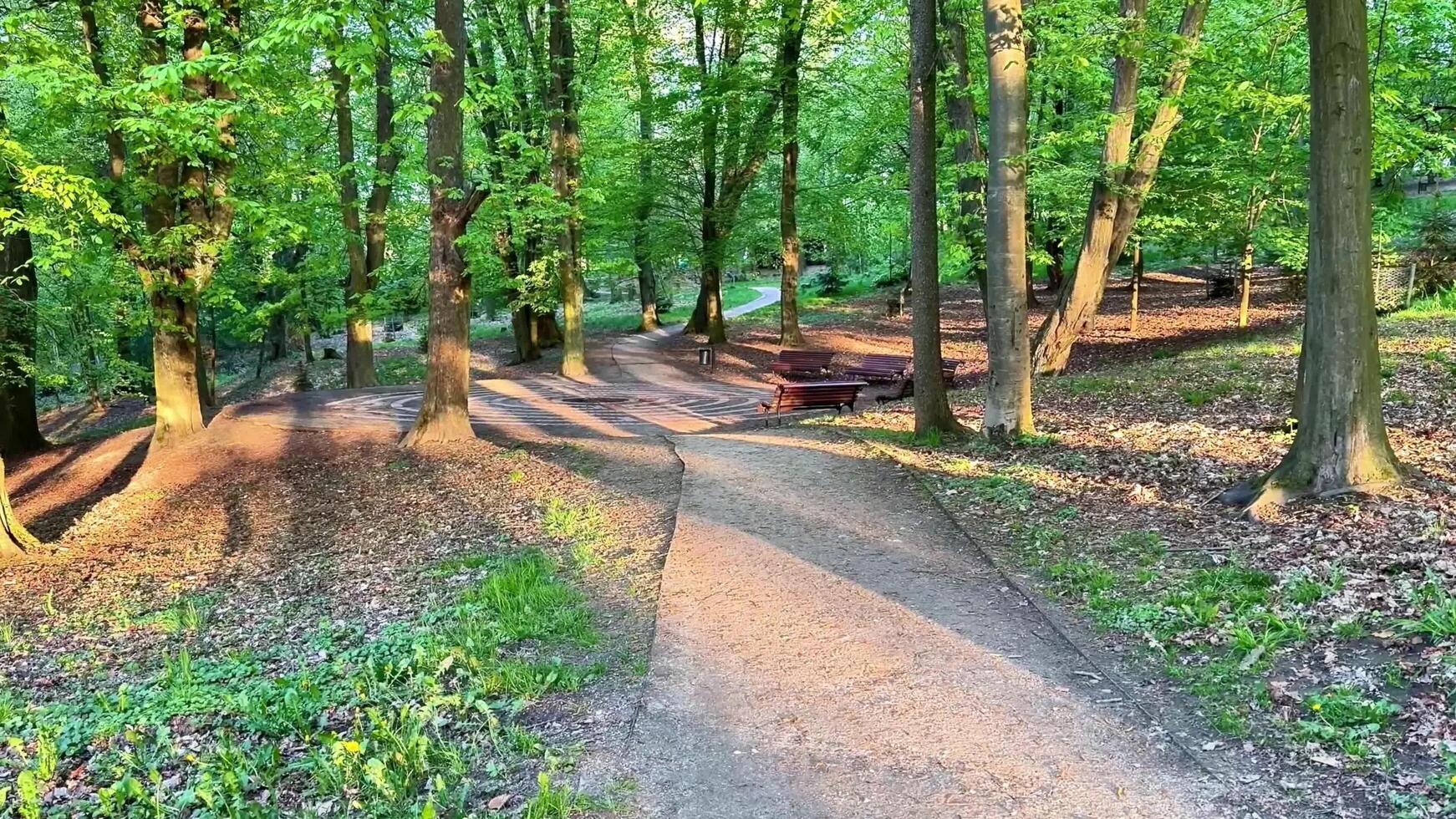 Explore a tranquil forest path with sunlight and soothing sounds photo