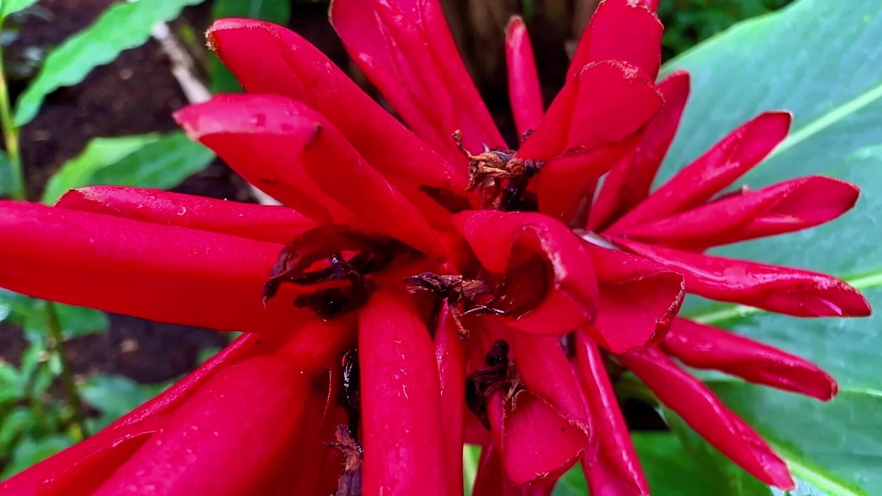 This captures natures beauty through closeups of flowers and insects photo