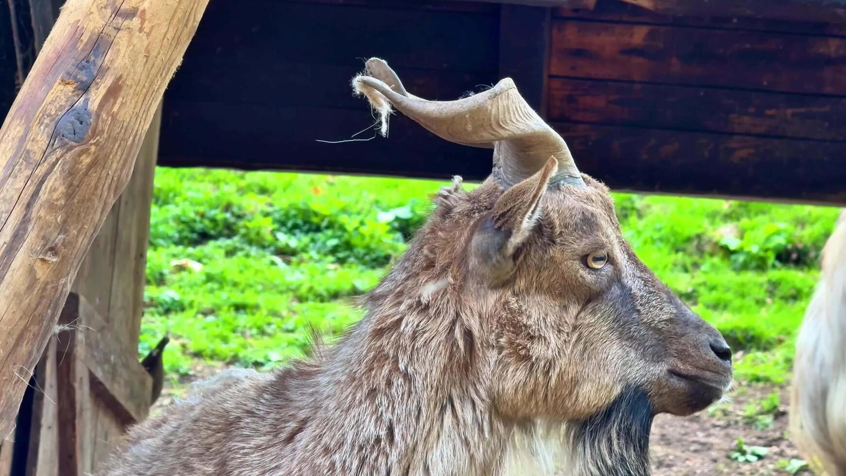 A Majestic Mountain Goat with Its Unique Curved Horns in a Beautiful Natural Habitat photo