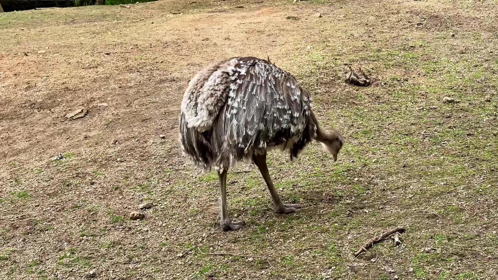 An ostrich can be seen foraging on the ground in its natural habitat, showcasing its behavior photo