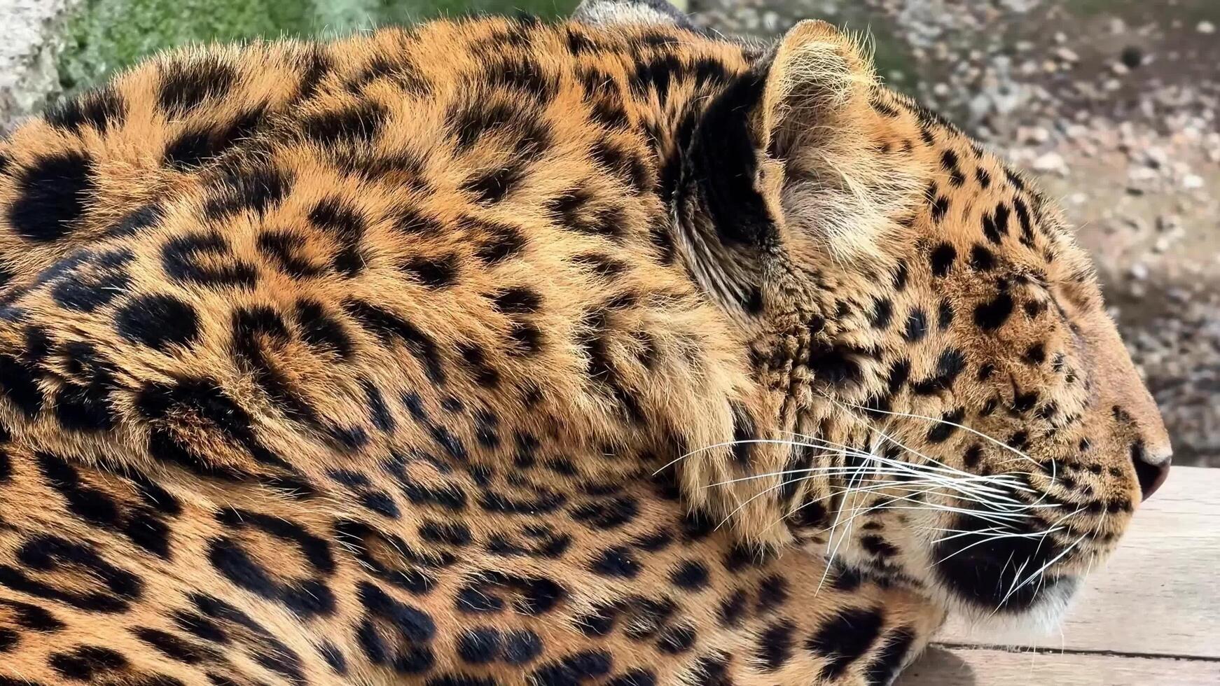 A Captivating CloseUp of a Beautiful and Resting Leopard Showcasing Its Distinctive Spots photo