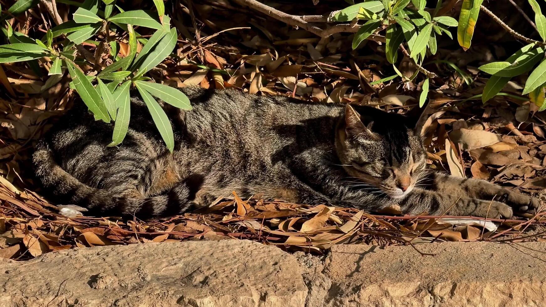 A relaxed Tabby Cat rests in a beautiful natural setting, embracing tranquility and serenity photo