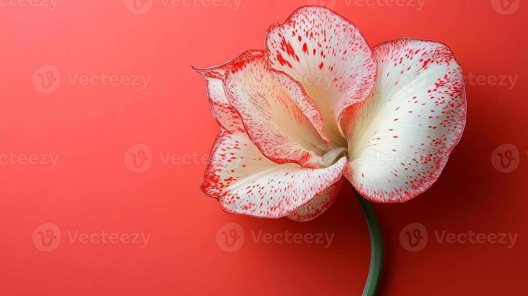 Canna on a vibrant background, photorealistic top view Canna flower photo