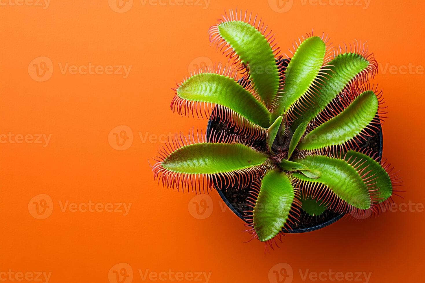Top view photorealistic Dionaea muscipula, plant set on a vibrant background photo