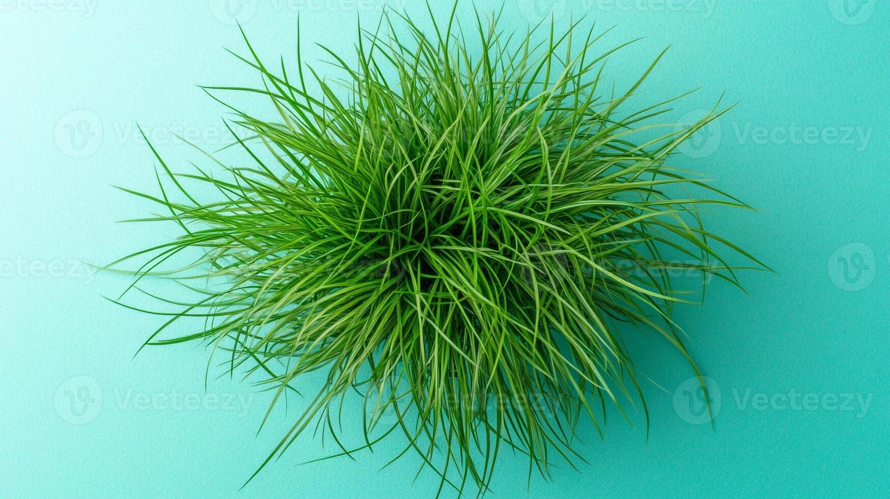 Dwarf Mondo Grass on a vibrant background, top view photorealistic plant photo
