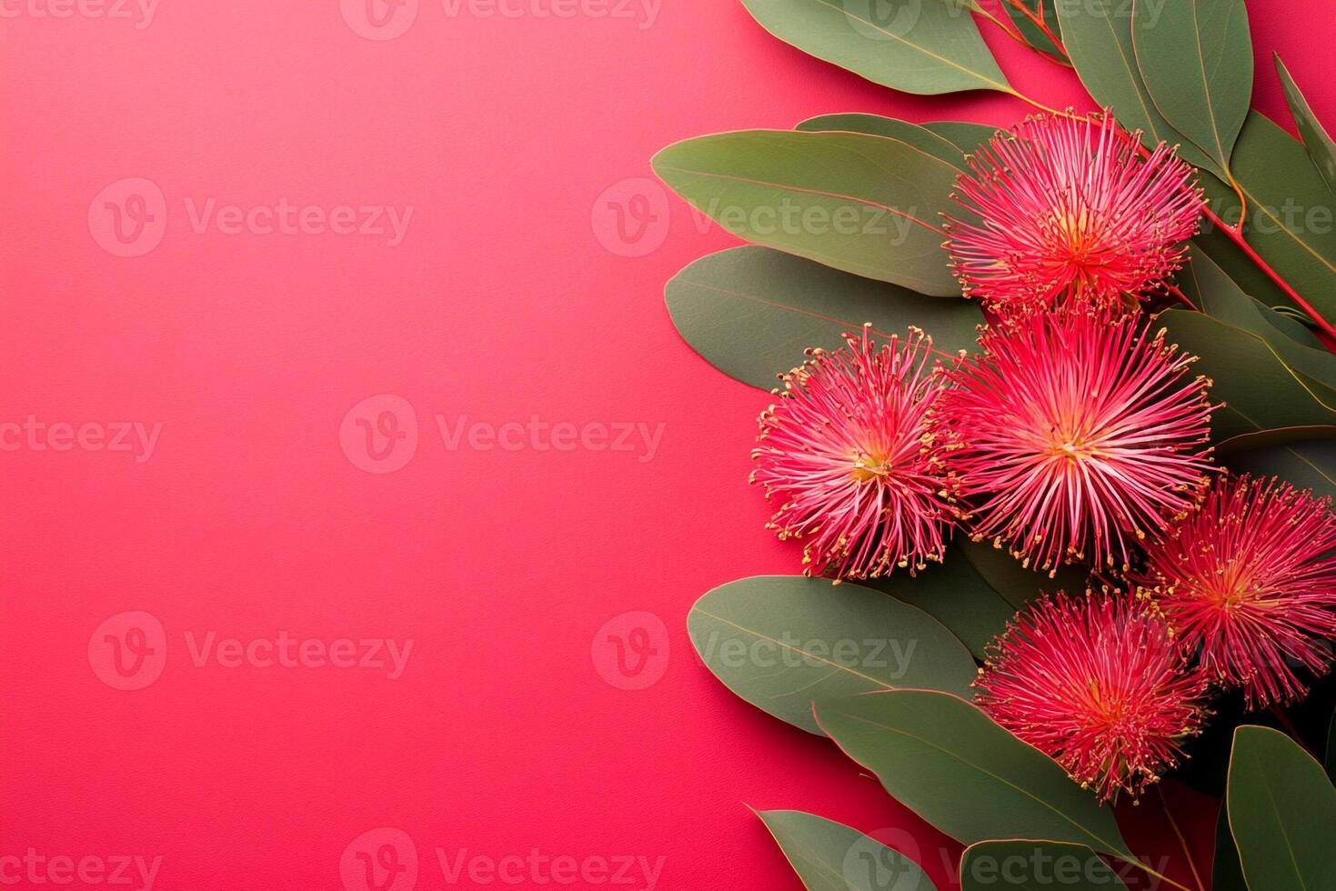 Top view Redflowering Gum on a vibrant background, plant setting photo