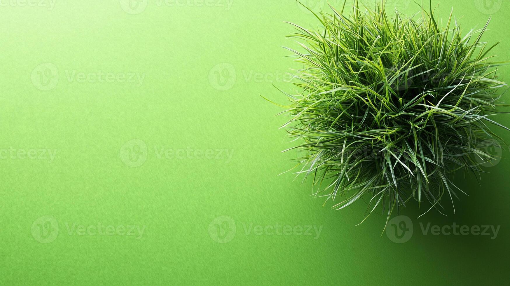 Top view photorealistic Ryegrass, plant set on a vibrant background photo