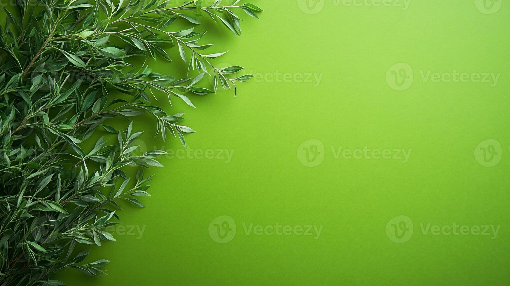 Top view Salix on a vibrant background, plant setting photo